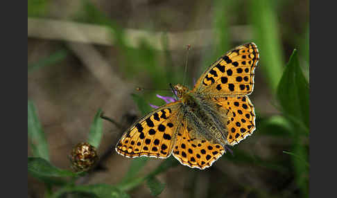 Kleiner Perlmutterfalter (Issoria lathonia)