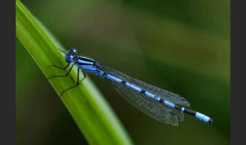 Becher-Azurjungfer (Enallagma cyathigerum)