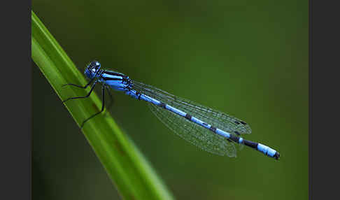 Becher-Azurjungfer (Enallagma cyathigerum)