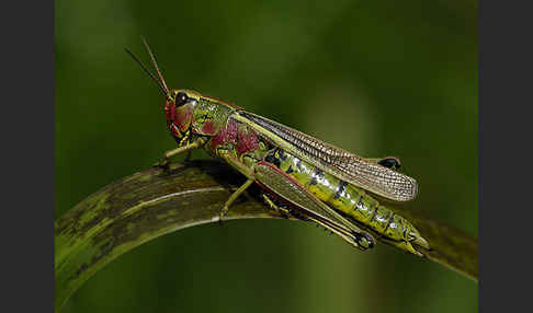 Sumpfschrecke (Stethophyma grossum)