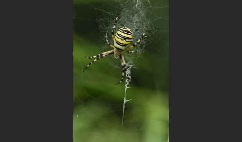 Wespenspinne (Argiope bruennichi)