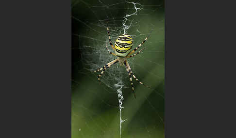 Wespenspinne (Argiope bruennichi)