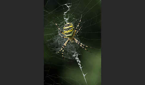 Wespenspinne (Argiope bruennichi)