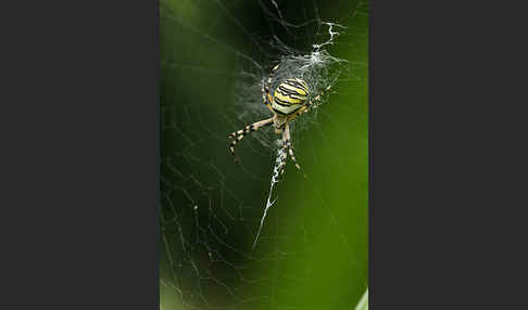 Wespenspinne (Argiope bruennichi)