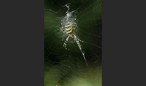 Wespenspinne (Argiope bruennichi)