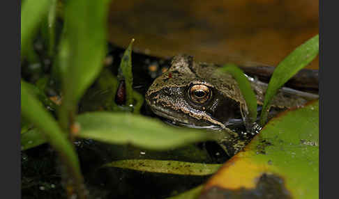 Grasfrosch (Rana temporaria)