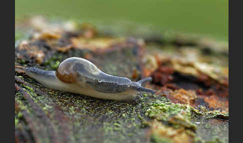 Ohrförmige Glasschnecke (Eucobresia diaphana)