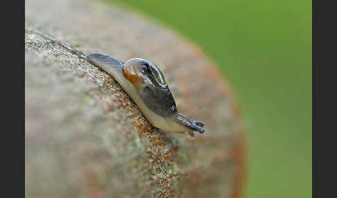 Ohrförmige Glasschnecke (Eucobresia diaphana)