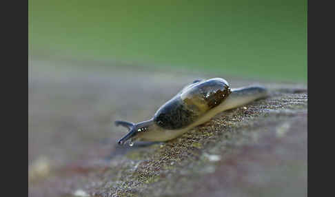 Ohrförmige Glasschnecke (Eucobresia diaphana)