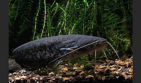 Wels (Silurus glanis)