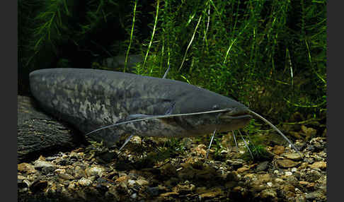 Wels (Silurus glanis)