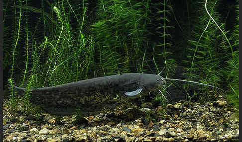 Wels (Silurus glanis)