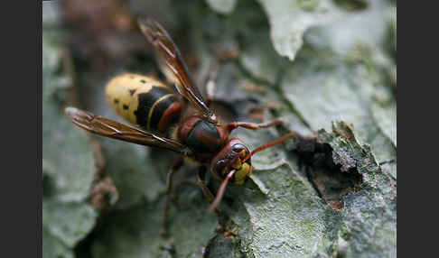 Hornisse (Vespa crabro)