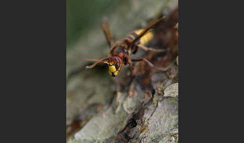 Hornisse (Vespa crabro)