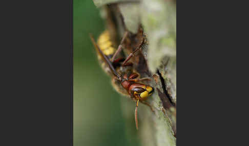 Hornisse (Vespa crabro)