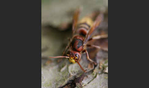 Hornisse (Vespa crabro)