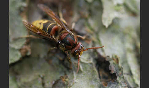 Hornisse (Vespa crabro)