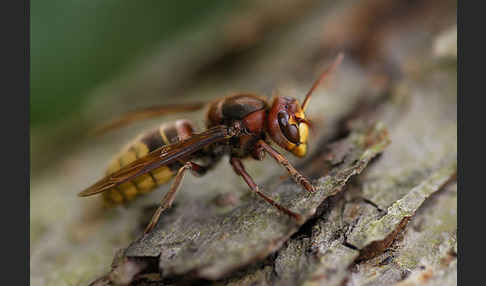 Hornisse (Vespa crabro)