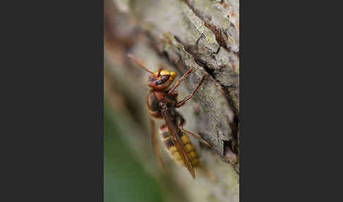 Hornisse (Vespa crabro)