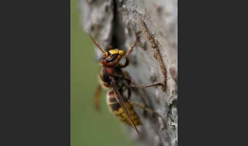 Hornisse (Vespa crabro)