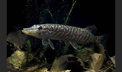 Hecht (Esox lucius)