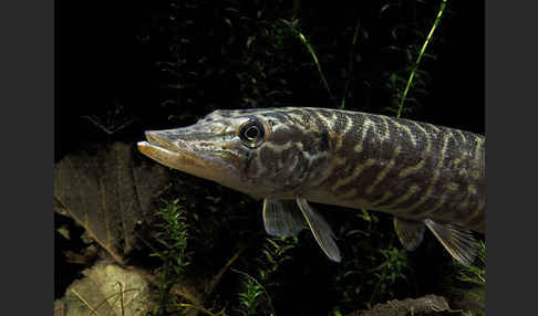 Hecht (Esox lucius)