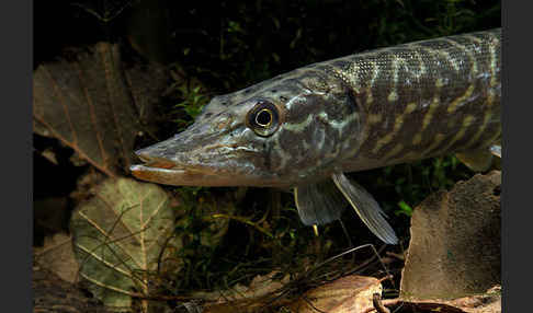 Hecht (Esox lucius)