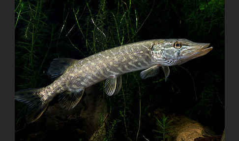 Hecht (Esox lucius)