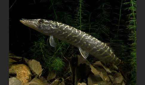 Hecht (Esox lucius)