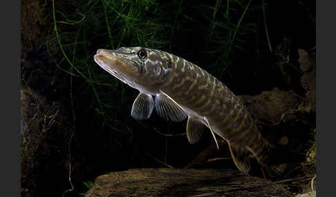 Hecht (Esox lucius)