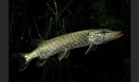 Hecht (Esox lucius)