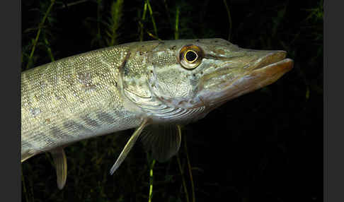 Hecht (Esox lucius)