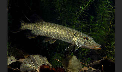 Hecht (Esox lucius)