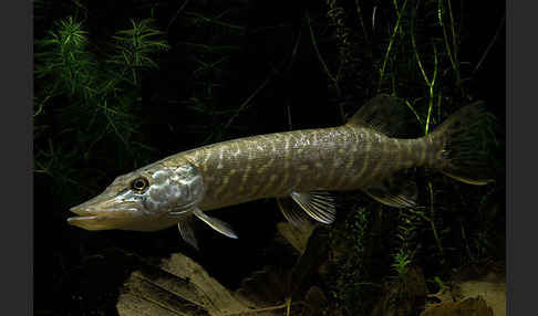 Hecht (Esox lucius)