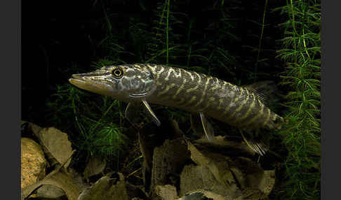 Hecht (Esox lucius)