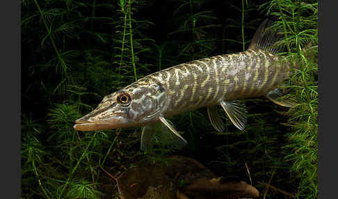 Hecht (Esox lucius)