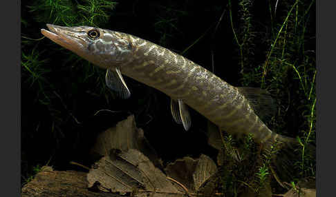 Hecht (Esox lucius)