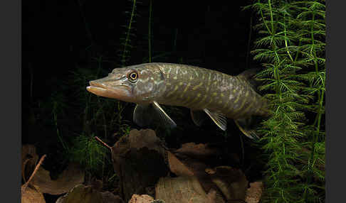 Hecht (Esox lucius)