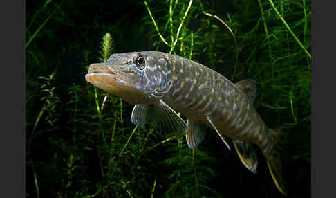 Hecht (Esox lucius)