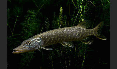 Hecht (Esox lucius)