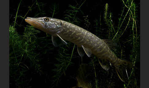 Hecht (Esox lucius)