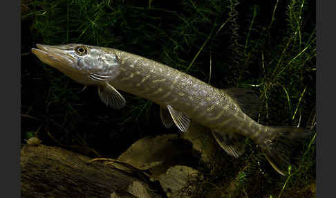 Hecht (Esox lucius)