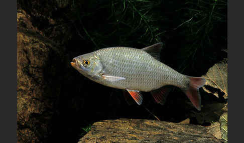 Rotfeder (Scardinius erythrophthalmus)