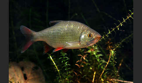 Rotfeder (Scardinius erythrophthalmus)