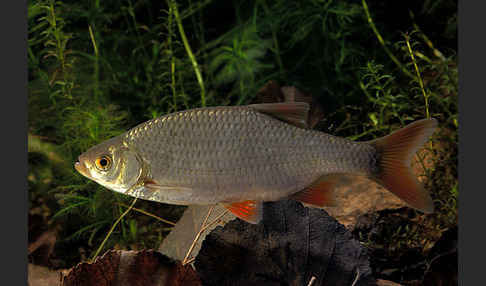 Rotfeder (Scardinius erythrophthalmus)