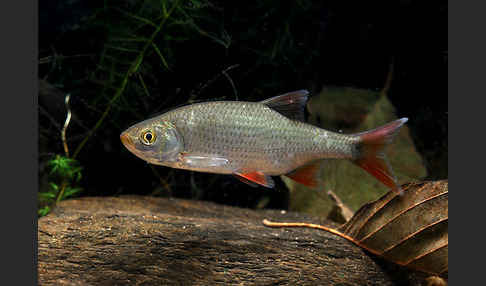 Rotfeder (Scardinius erythrophthalmus)