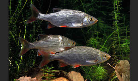 Rotfeder (Scardinius erythrophthalmus)