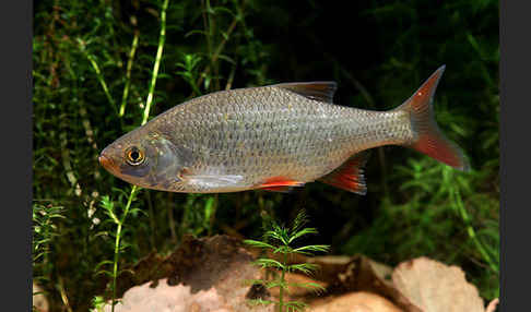 Rotfeder (Scardinius erythrophthalmus)