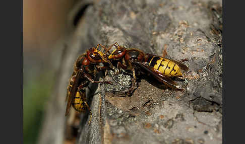 Hornisse (Vespa crabro)