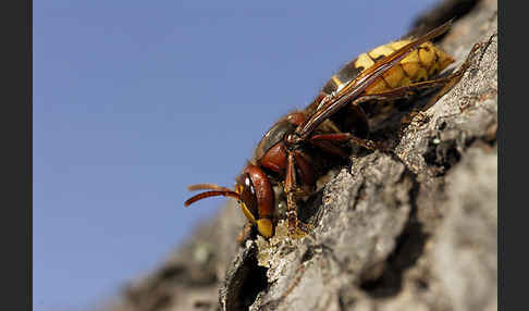 Hornisse (Vespa crabro)